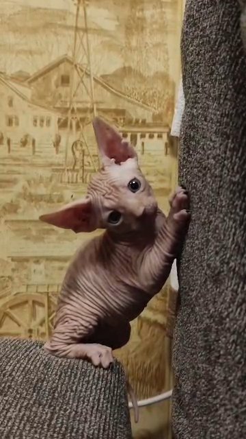 Spynx kittens in Copperas Cove, Texas