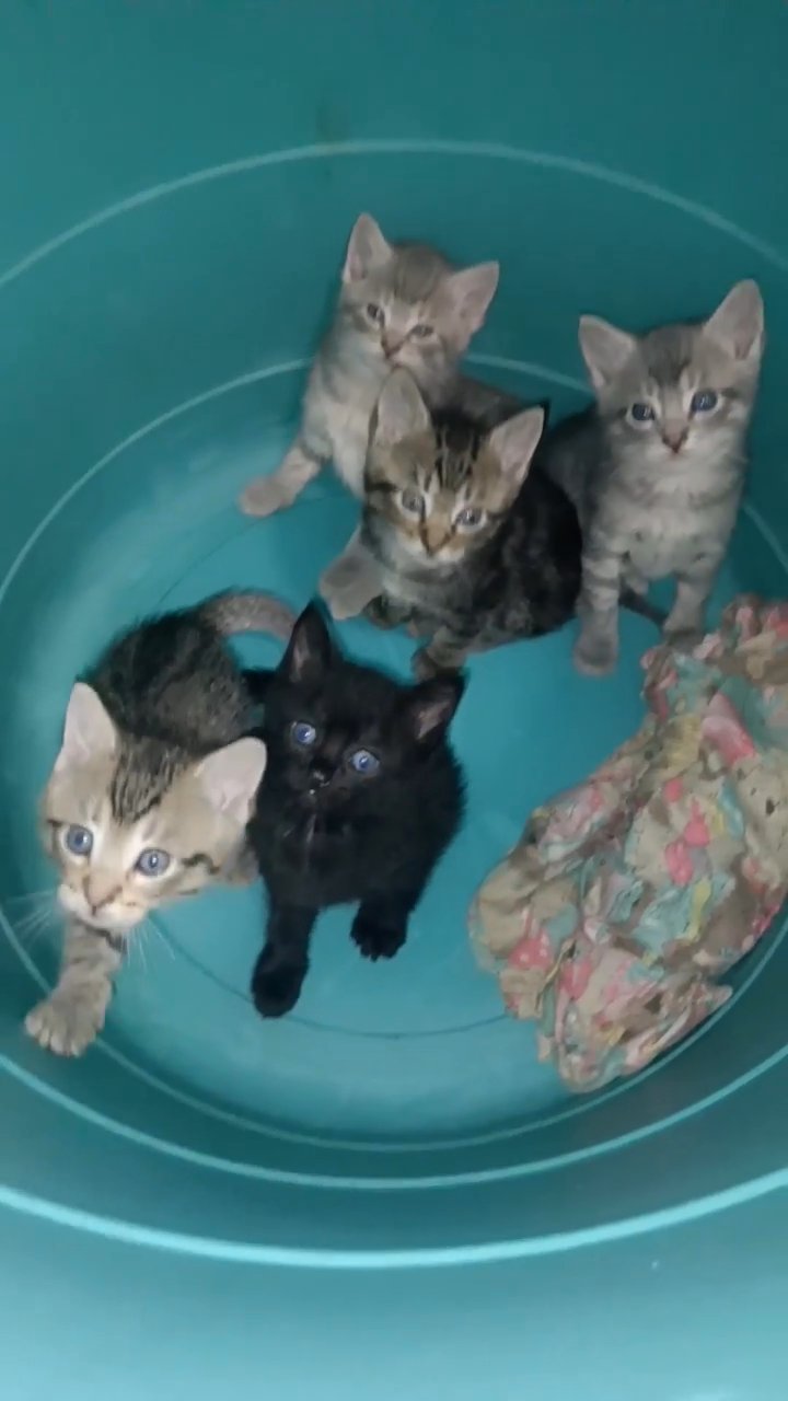 5 (5 week old) kittens in Portland, Oregon