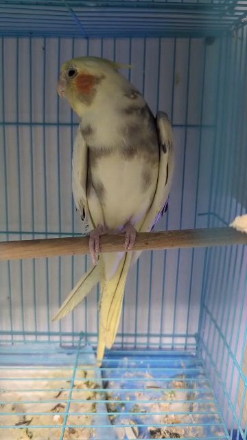 cockatiel in Miami Gardens, Florida