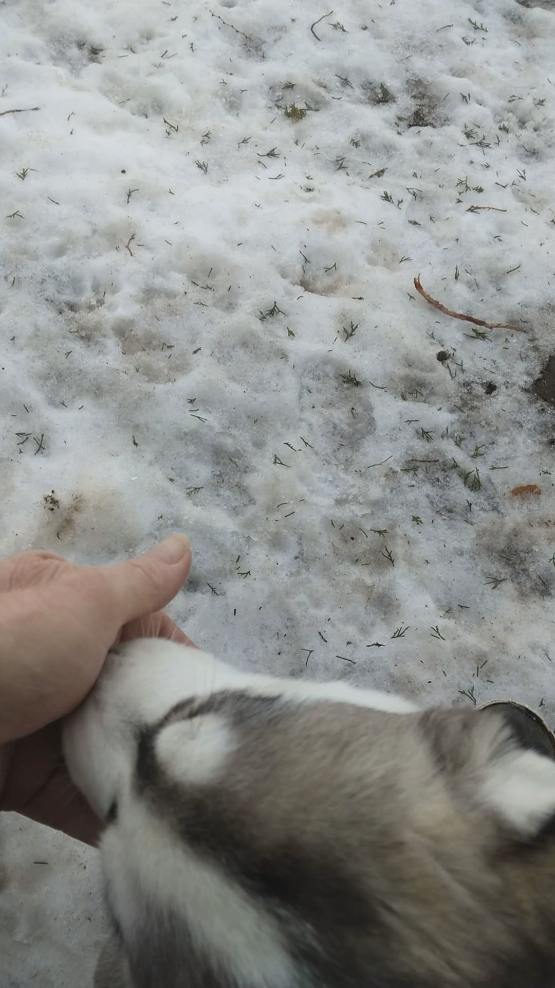 Siberian husky puppies in Arizona City, Arizona