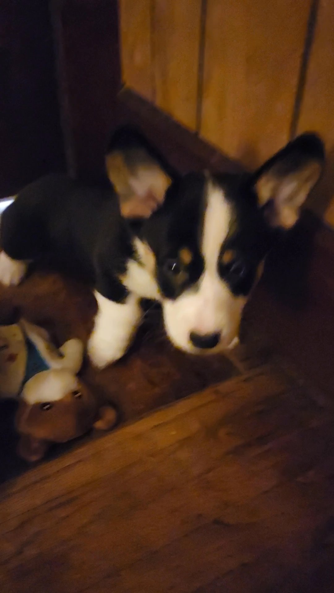 American pocket Bullies in Arizona City, Arizona