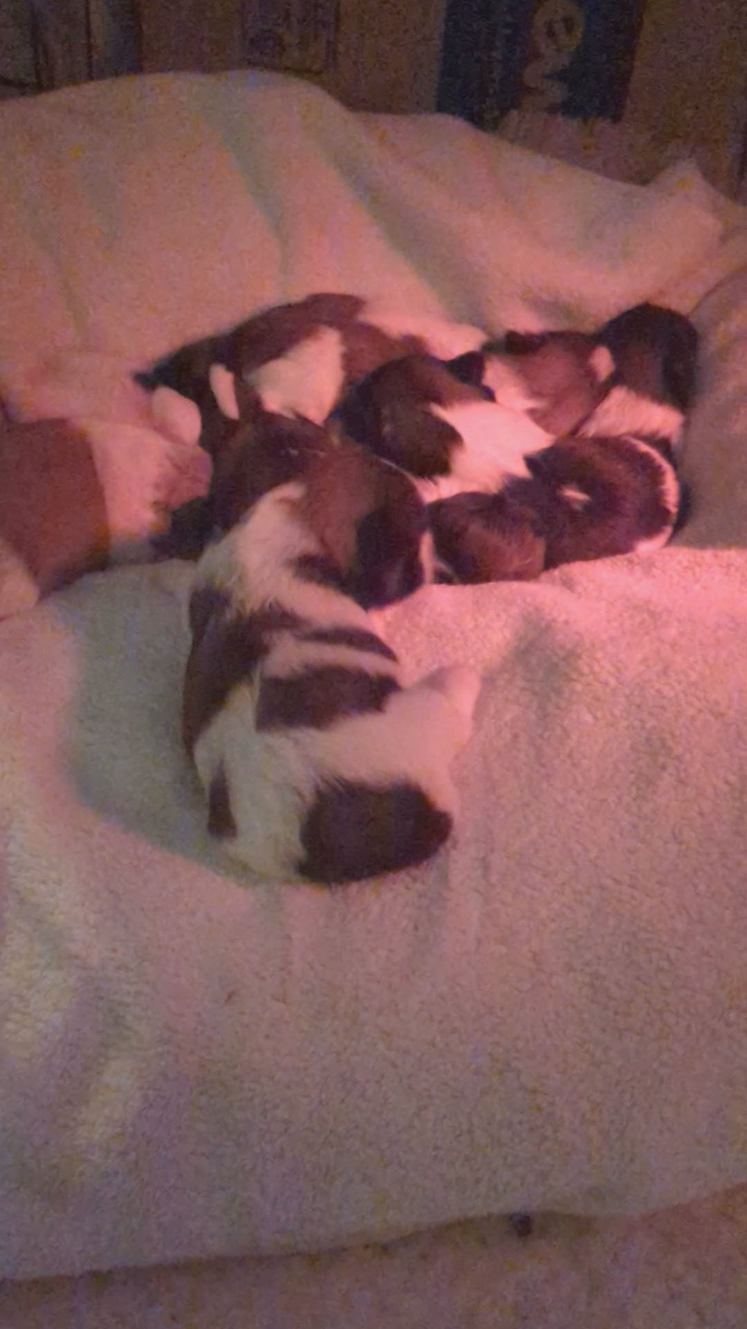 8 healthy pure bred Shih Tzu puppies in Arizona City, Arizona