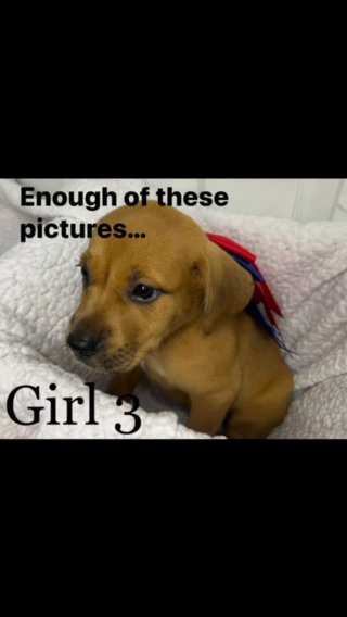 Today’s adoption Fee $40 in Statesboro, Georgia