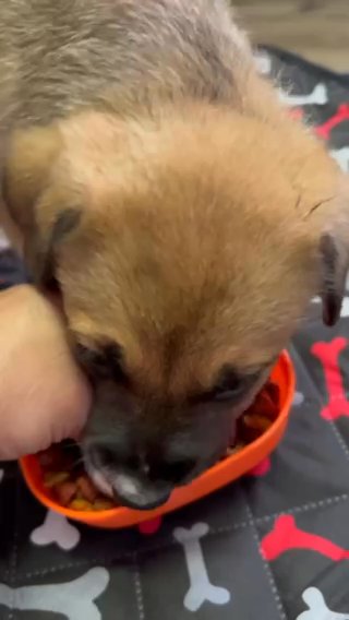 $40 Adoption Fee in Statesboro, Georgia