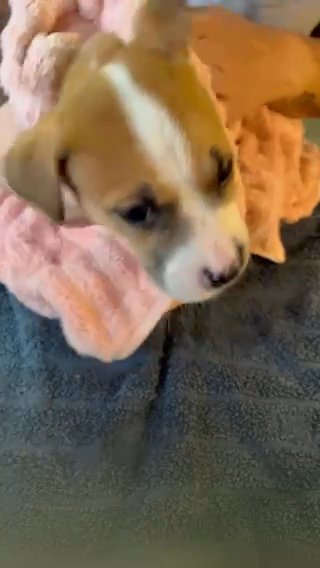Pup 5 Is Available in Statesboro, Georgia