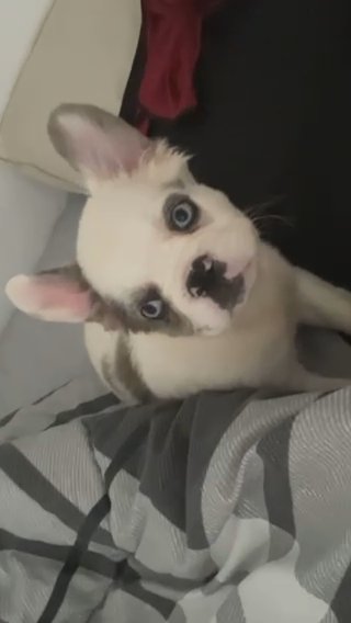 Fluffy French Bulldog (Akc) in Orlando, Florida