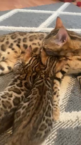 Bengal kittens in East Hartford (CDP), Connecticut