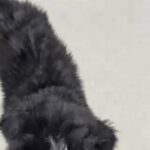 Bernese Mountain Dogs in Denver, Colorado