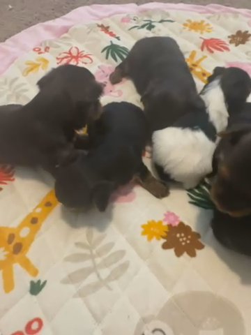 Yorkies in Florence, South Carolina