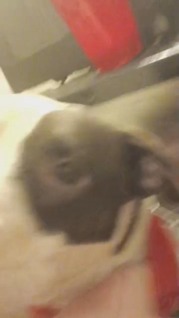 Help me get these babies a home in Mead Valley, California