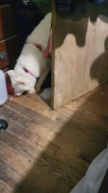 7MONTHS  BIG HUSKY  GIRL  $700  BROOKLYN  NYC in New York City, New York