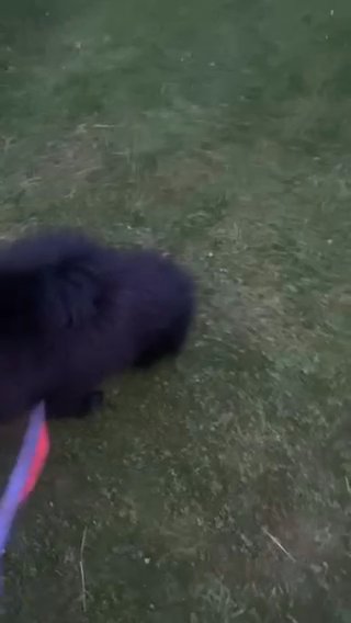 chow chow in New York City, New York