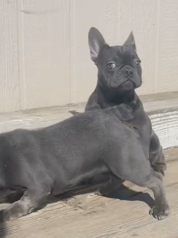 French Bulldog Female in Hesperia, California