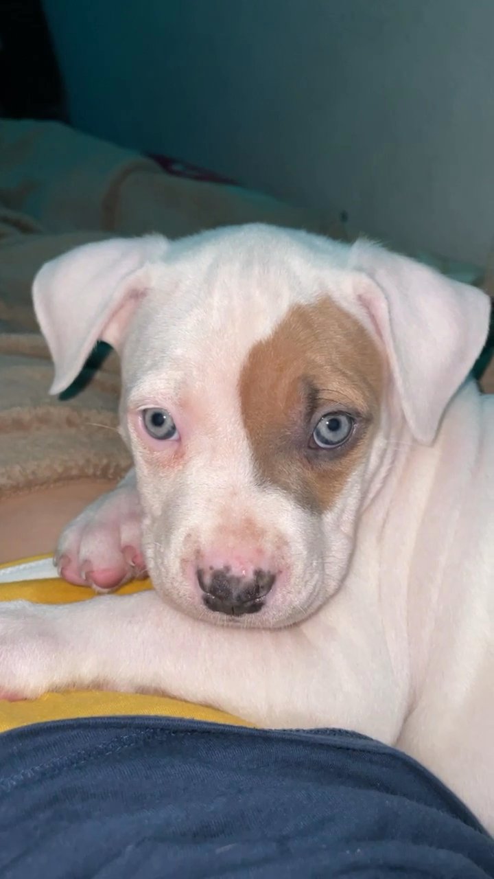 White female pitbull puppy in Arizona City, Arizona