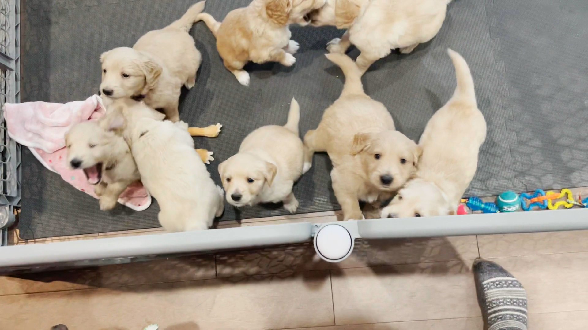 nine adorable F2B GoldenDoodles. in Arizona City, Arizona