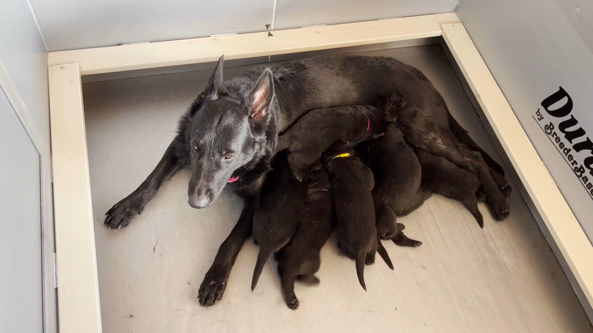 AKC Registered Black German Shepherd Puppies Ready for Deposits! in Arizona City, Arizona