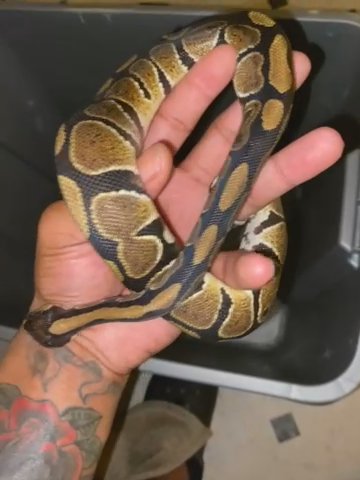 Ball Python And Enclosure She’s Still A Baby in Charlotte, North Carolina