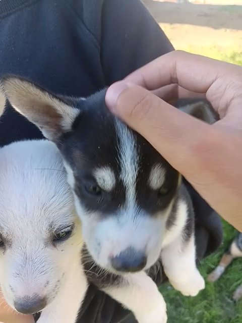 Puppies for sale in Blackfoot, Idaho