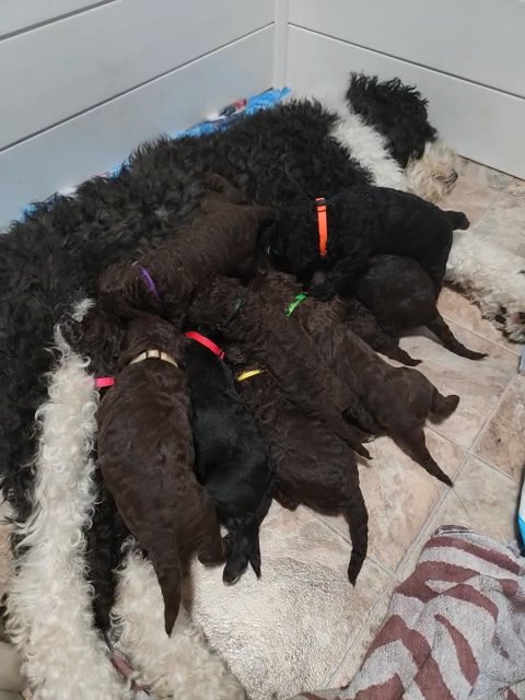 Sheepadoodles minis in Los Angeles, California