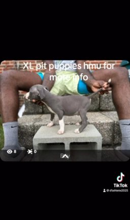 XL Pit Puppies in Cordele, Georgia