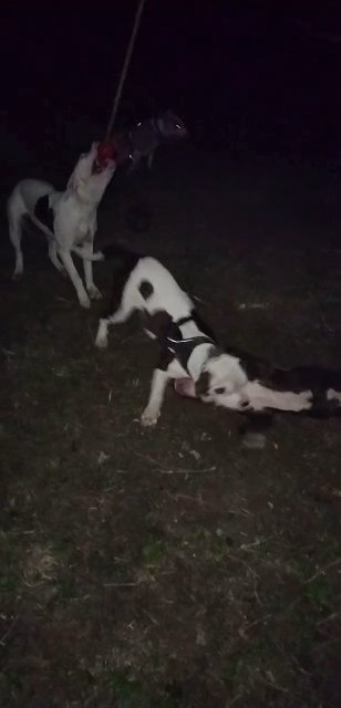 better view of them rowdy in Houston, Texas