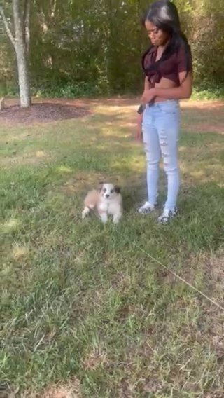 Rehome My Puppy in Greenville, South Carolina