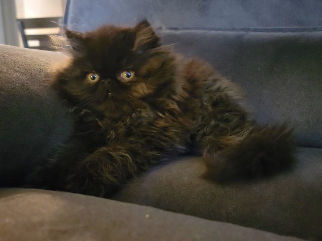 percian kitten in Lake Elsinore, California