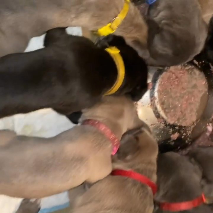 Cane Corso puppies in Washington, District of Columbia