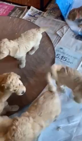F1BB Goldendoodle Puppies in Exeter, California