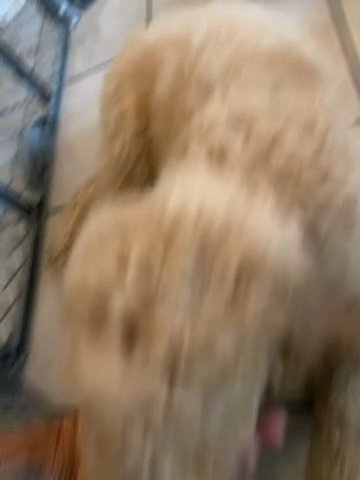 Goldendoodle Boy in Pensacola, Florida