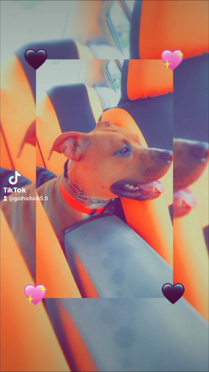 Rehoming Female Pitt in Lancaster, Pennsylvania