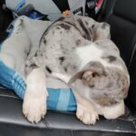 Bellatrix in East Patchogue, New York