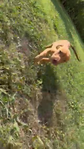 Red Nose Pit bull Puppy in Grand Prairie, Texas