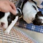English Springer Spaniels in Olympia, Washington