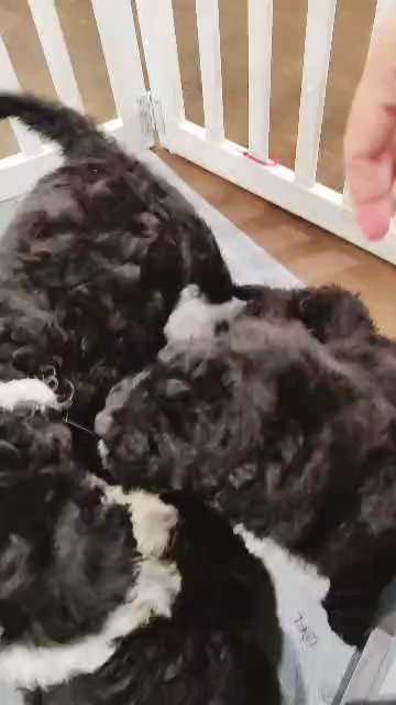 Portuguese water dog puppies in Dallas, Texas