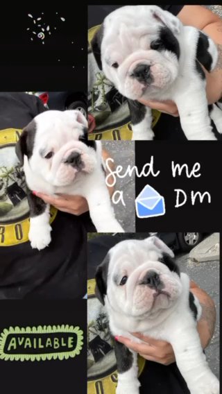 Akc English Bulldog in Murray, Utah