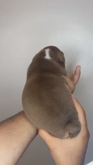 Chocolate Tri Female English Bulldog Puppy in Los Angeles, California