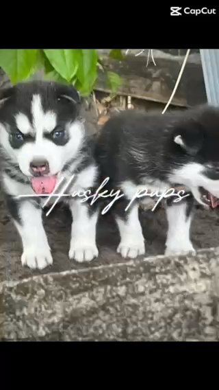 Husky Babies in Hollywood, Florida