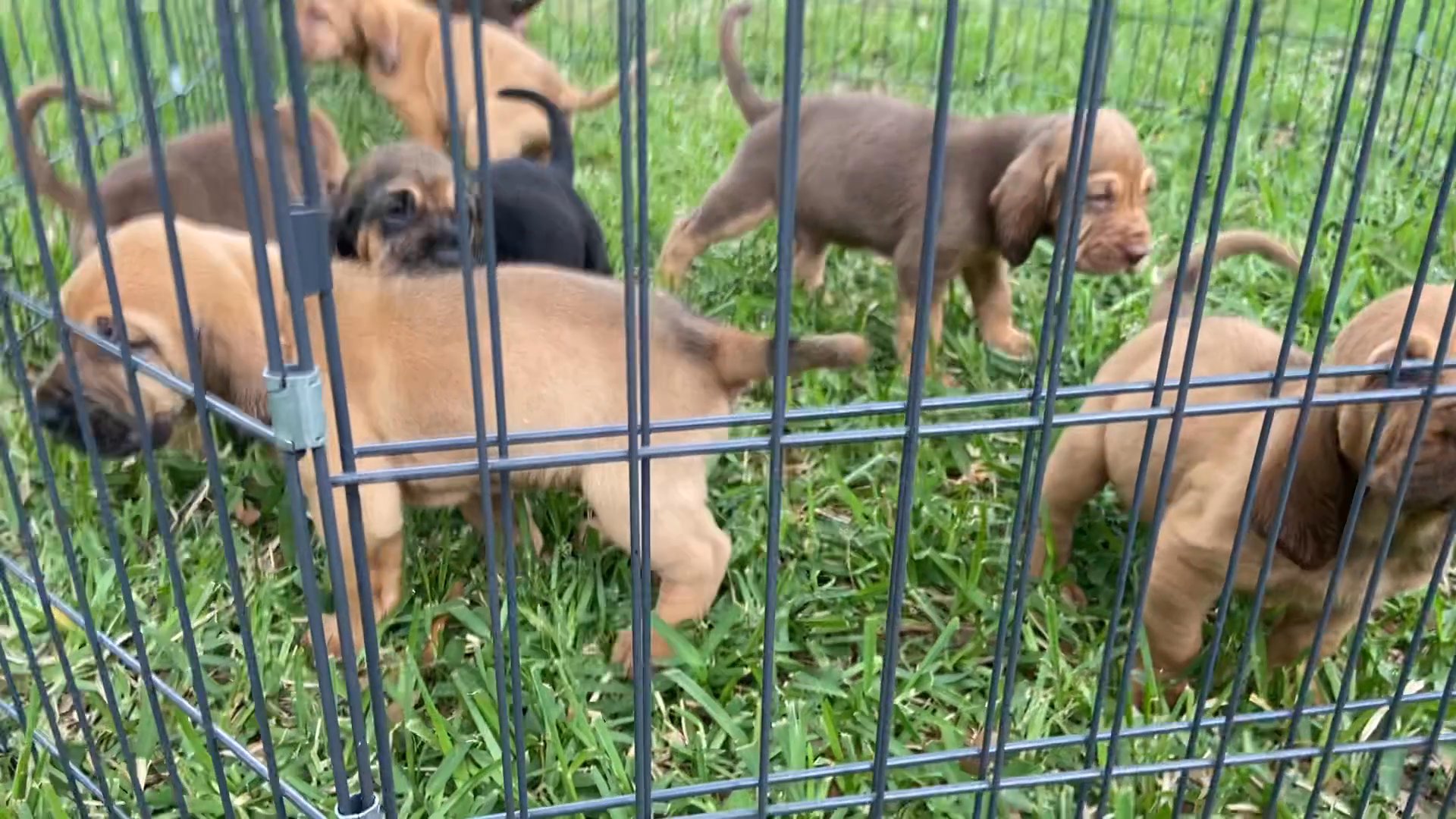 PURE BRED BLOOD HOUND PUPPIES in Arizona City, Arizona