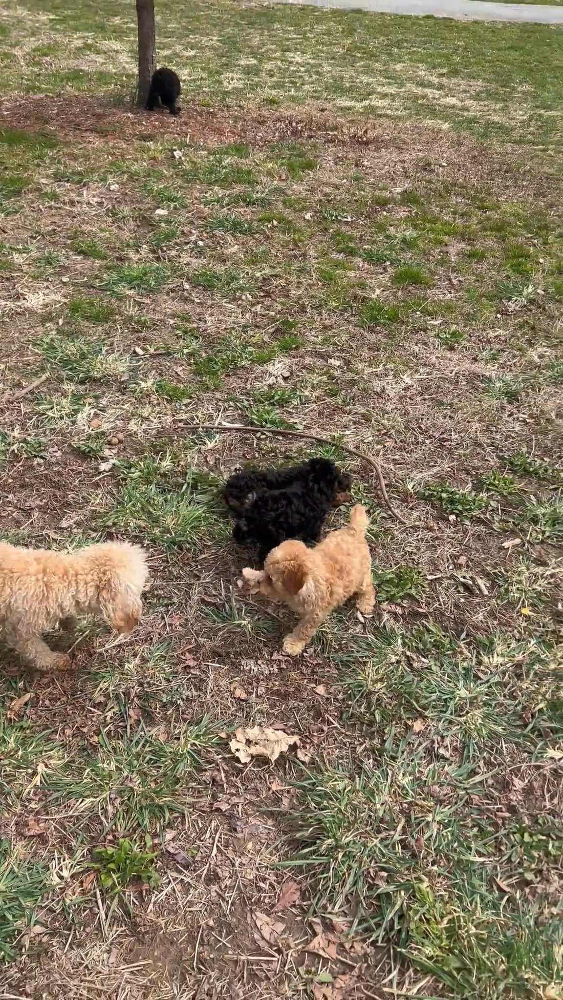 AKC Toy poodle Puppies in Arizona City, Arizona