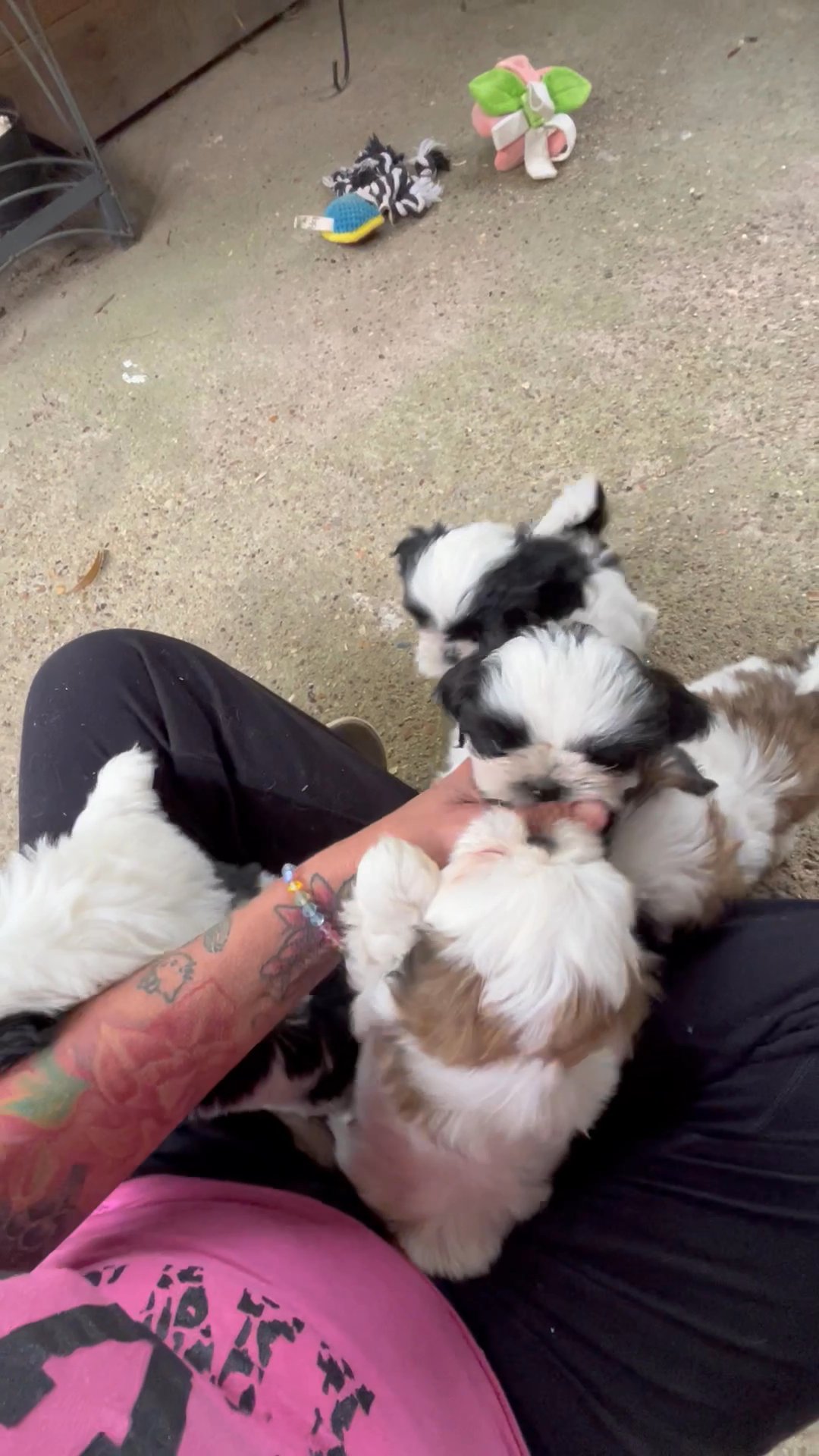 Shih Tzu babies in Arizona City, Arizona
