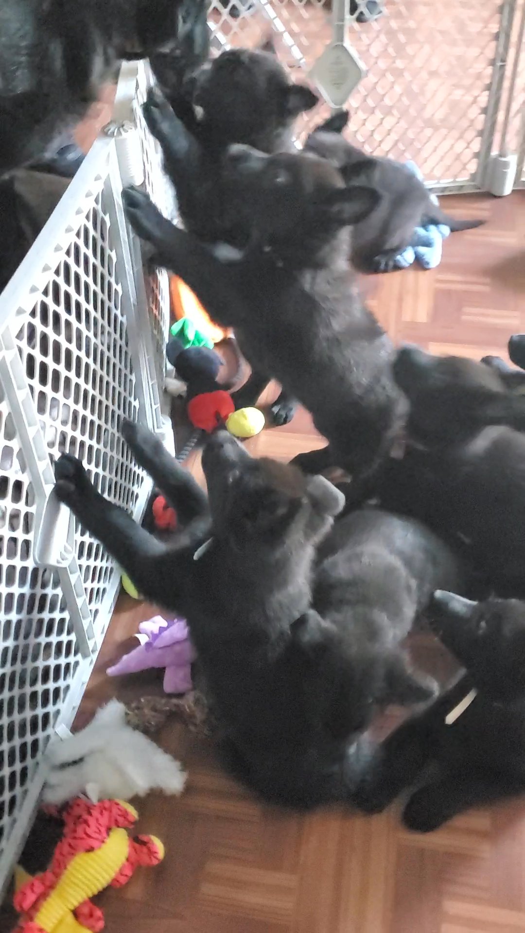 Solid black AKC German Shepherd puppies in Arizona City, Arizona