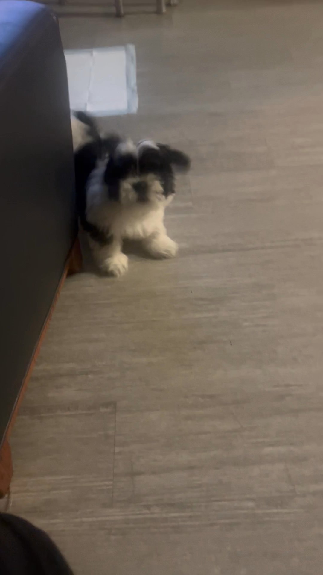 Shi tzu male 16 weeks in Arizona City, Arizona
