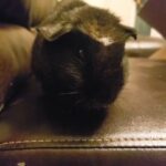 Black Guinea pig in Phoenix, Arizona