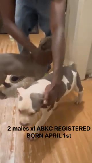 Xl American Bullies in Baton Rouge, Louisiana