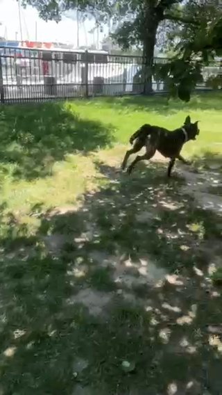 Skat The German Shepard in Newport News, Virginia