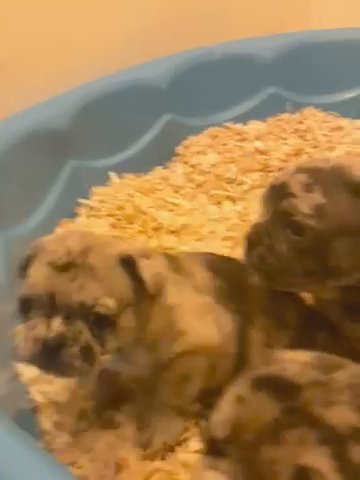 Blue Merle, Black Merle & Tan Merle in Albemarle, North Carolina