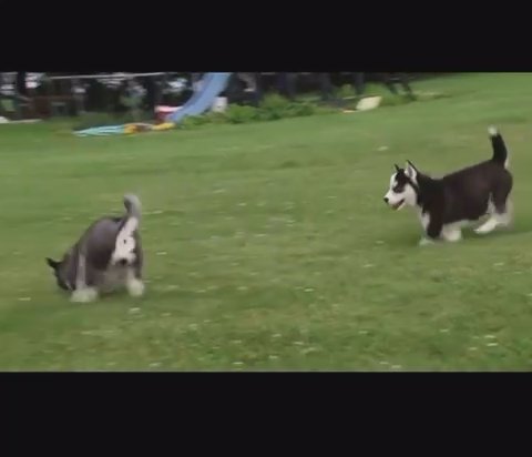 Female Sister Huskies in New York City, New York