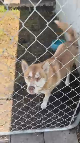 Siberian Husky Male in Miami Gardens, Florida