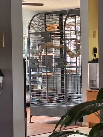 Double Macaw Bird Cage in Spring Hill, Florida
